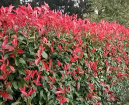 Photinia Plants.