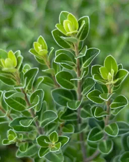 Pittosporum Plants.