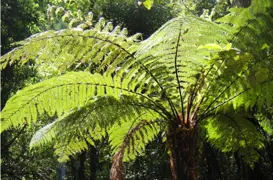 Ponga Trees.