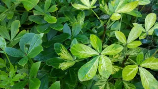 Pseudopanax Information & Advice.