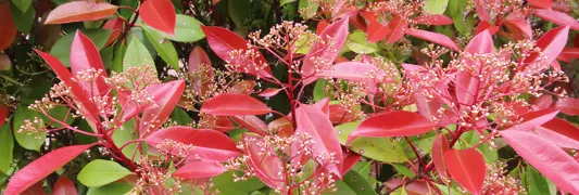 Red Robin Hedge.