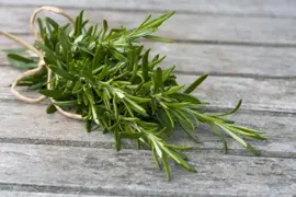 Rosemary Plant Information For NZ.