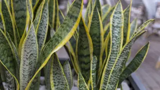 Snake Plant NZ.