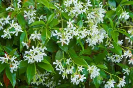 Star Jasmine.