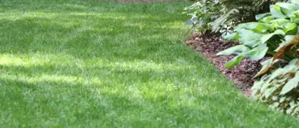 Growing A Tall Fescue Lawn in New Zealand.