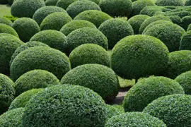 Topiary Balls NZ.