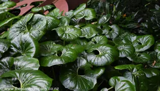 Tractor Seat Plants.