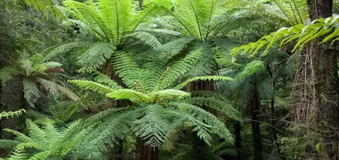 Tree Ferns.