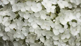 White Hydrangeas NZ.