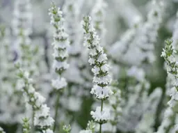 White Lavender.