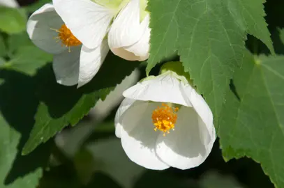 What Is The Common Name For Abutilon?