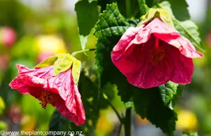 What Abutilon Plants Are Available In NZ?