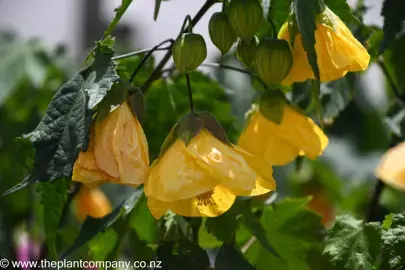 What Does The Abutilon Flower Symbolise?