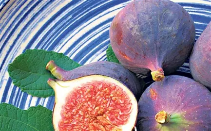 What Is The Best Fig Tree Variety NZ?