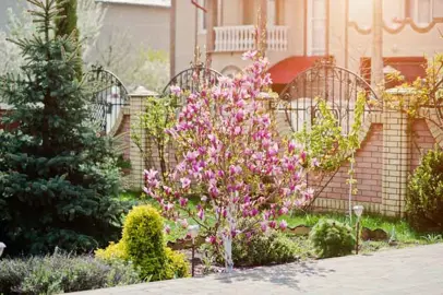 What Is The Best Magnolia Tree For Small Garden?