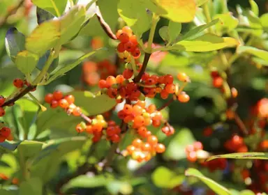 When Is The Best Time To Plant Karamu?