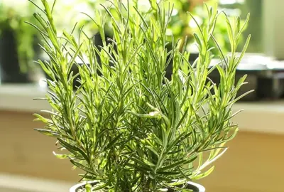 What Is The Best Way To Grow Rosemary?