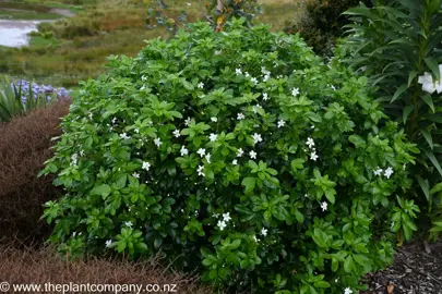 Choisya Shrub Pruning.