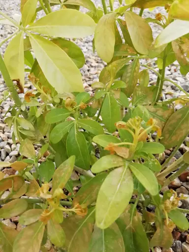 Why Are My Choisya ternata Leaves Turning Yellow?