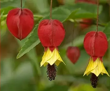 Climbing Abutilon Information.