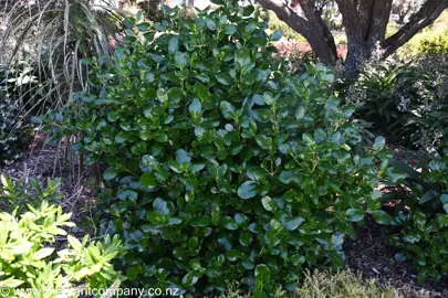 Does Coprosma repens Make A Good Coastal Hedge?