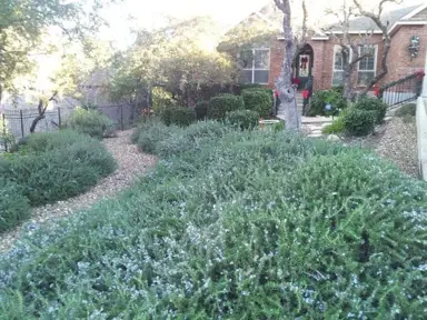 Is Creeping Rosemary A Good Ground Cover?