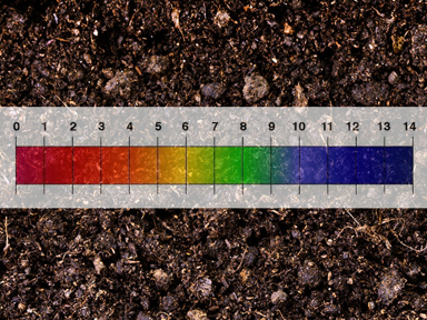 What Is The Optimum Soil pH For Daphne?