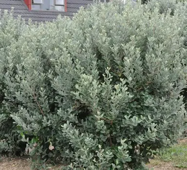 Dwarf Feijoa Tree NZ.