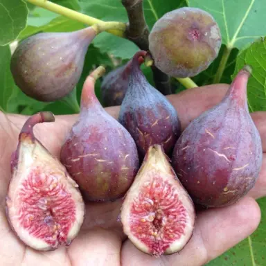 How Many Figs Does A Fig Tree Produce?