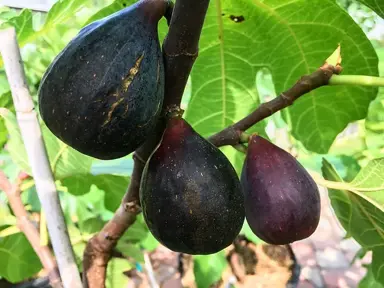What Are The Main Fig Varieties Grown In NZ?