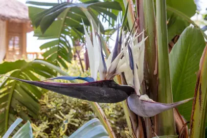 Giant Bird Of Paradise Information.