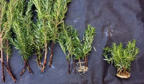 How To Grow Creeping Rosemary From Cuttings.