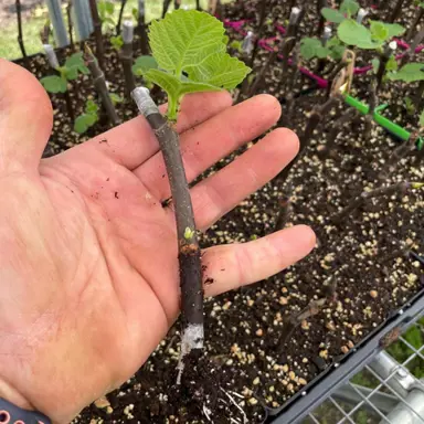How To Propagate Fig Trees.