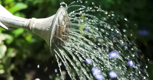 How Do I Water Abutilon?