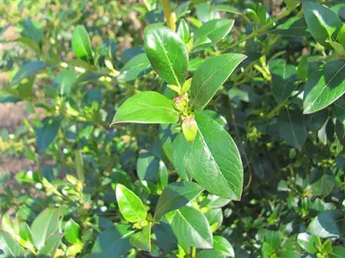 Karamu (Coprosma robusta) How To Guides | By Plant Experts