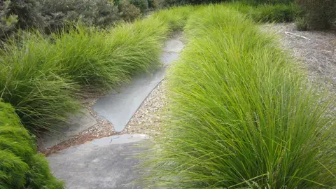 Lomandra longifolia Tanika.