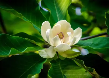 What Is Special About The Magnolia Flower?