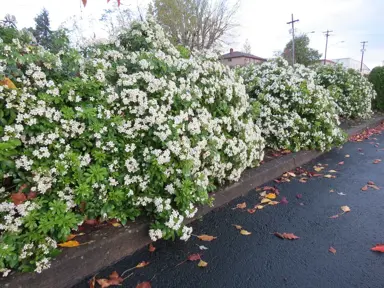 How Big Do Mexican Orange Blossoms Grow?