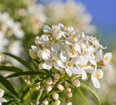 What Does Mexican Orange Blossom Smell Like?