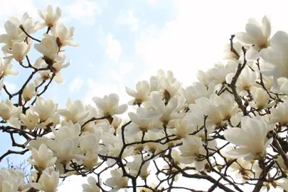 What Is The Prettiest Magnolia?