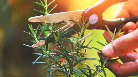 Does Pruning Rosemary Encourage Growth?