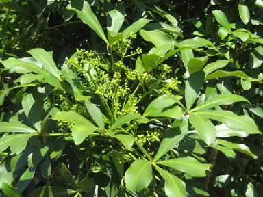 Does Pseudopanax Lessonii Like Shade?