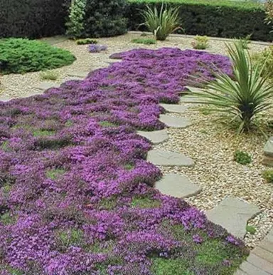 How Big Does Red Creeping Thyme Get?