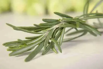 What Is The Herb Rosemary Good For?