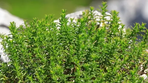 How Fast Does Creeping Thyme Grow?