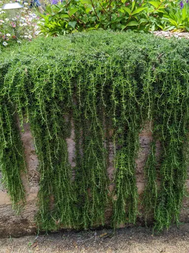 Where Do You Plant Creeping Rosemary?