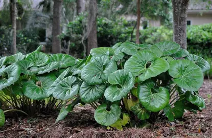 Leopard Plant & Ligularia Guides | By Gardening Experts