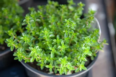 Is It Worth It To Grow Thyme?