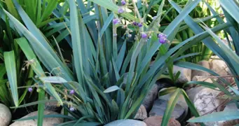 Dianella Plant.