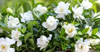 Gardenia NZ.